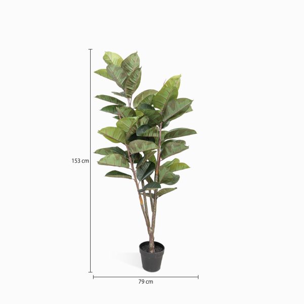 Árbol de caucho - Imagen 3