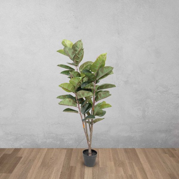 Árbol de caucho - Imagen 2