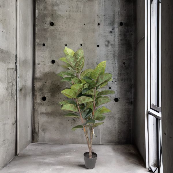 Árbol de caucho - Imagen 6