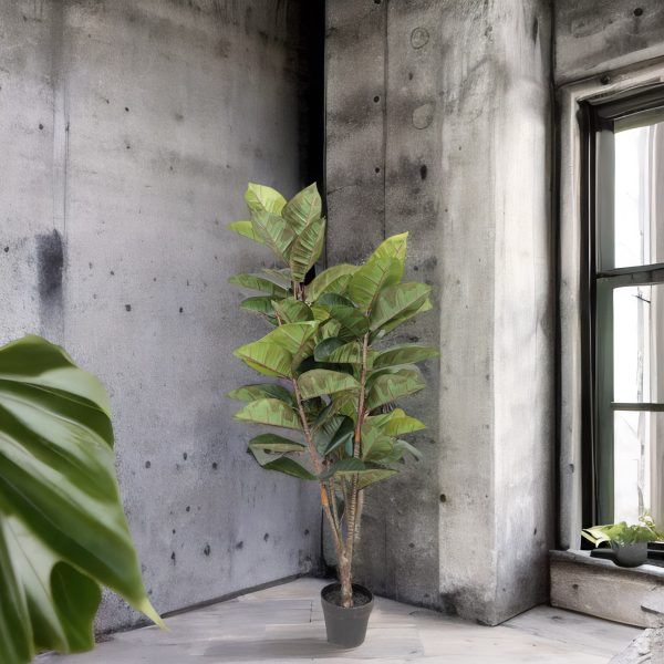 Árbol de caucho - Imagen 5