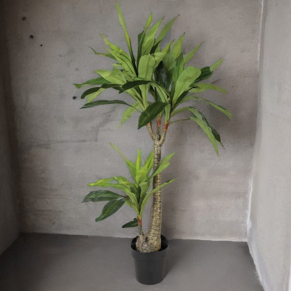 Dracena 130 cm - Imagen 4