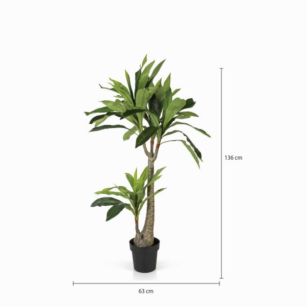 Dracena 130 cm - Imagen 3