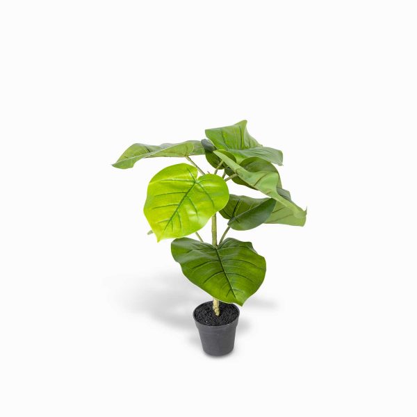 Ficus sombrilla 50cm