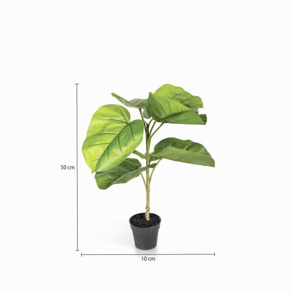 Ficus sombrilla 50cm - Imagen 3