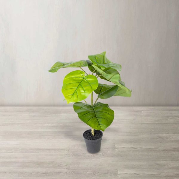 Ficus sombrilla 50cm - Imagen 2