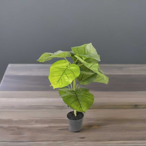 Ficus sombrilla 50cm - Imagen 4