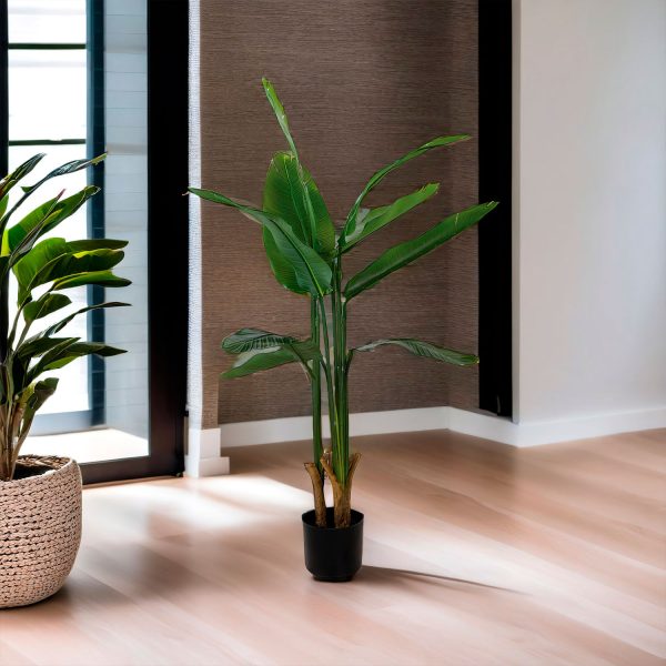Planta Paraíso 110 cm - Imagen 4