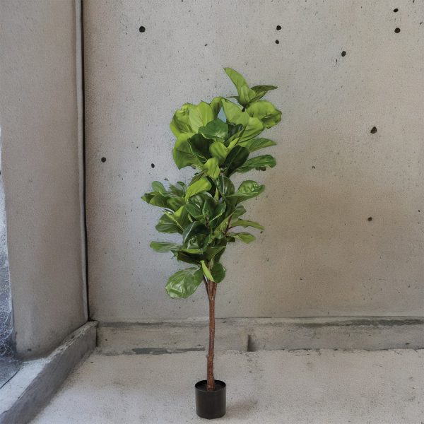 Árbol Lyrata Artificial 165 cm - Imagen 5