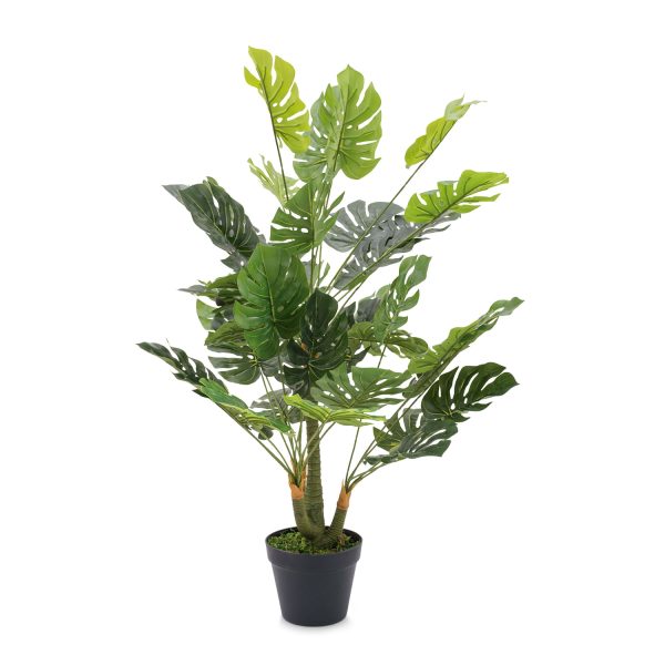 Planta Monstera