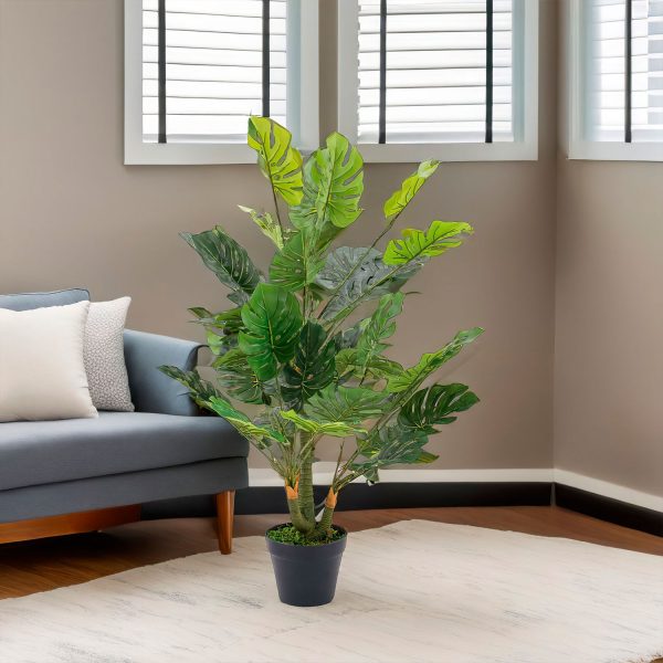 Planta Monstera - Imagen 4