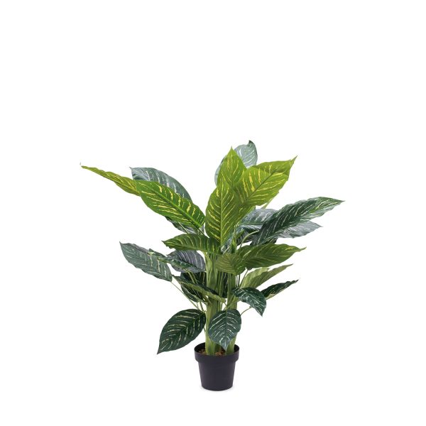 Planta Zebra
