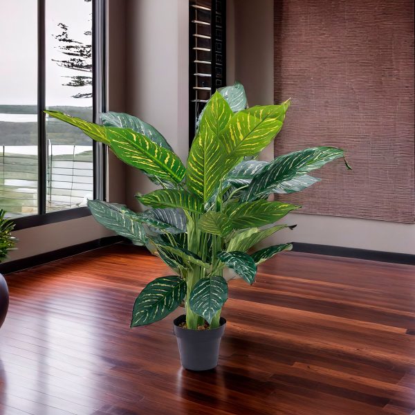 Planta Zebra - Imagen 4