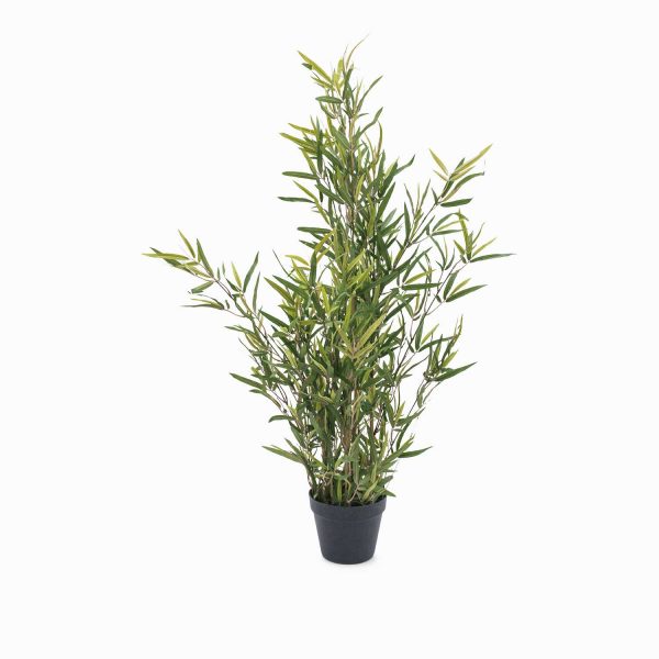 Planta mini bambú