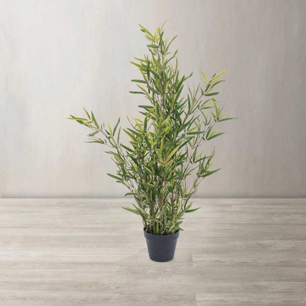 Planta mini bambú - Imagen 2
