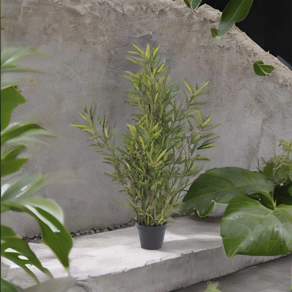Planta mini bambú - Imagen 4