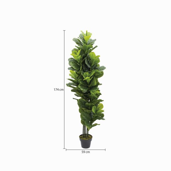 Planta Ficus Pandurata - Imagen 3