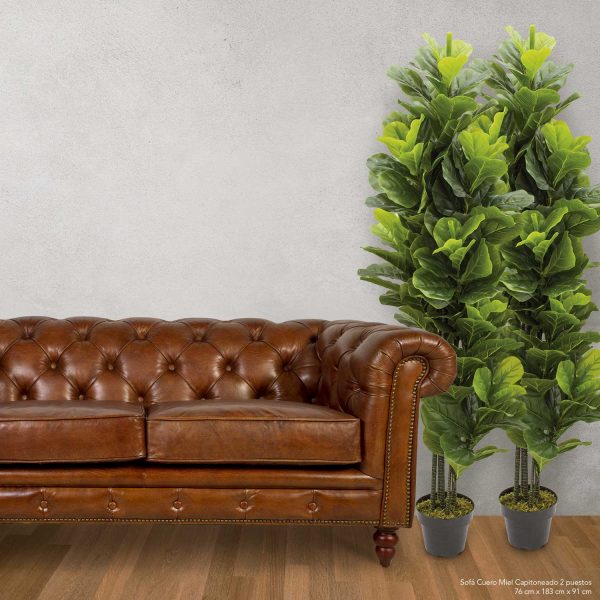 Planta Ficus Pandurata - Imagen 4
