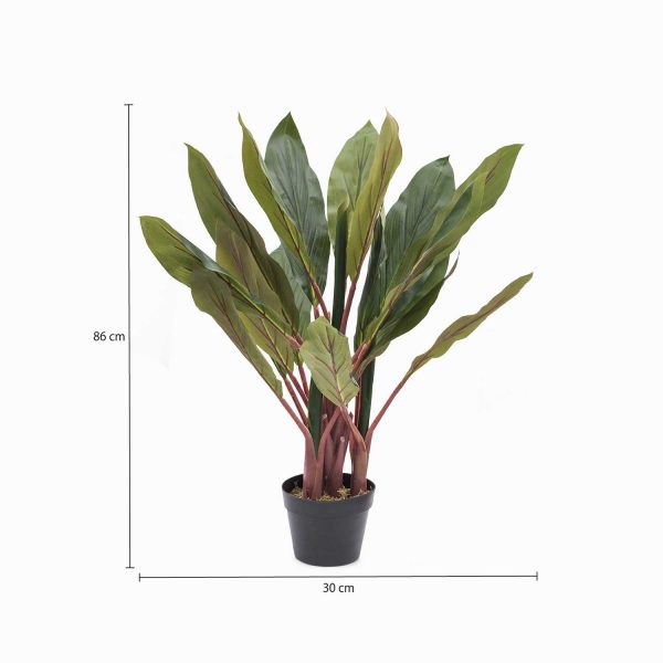Planta dracena - Imagen 3