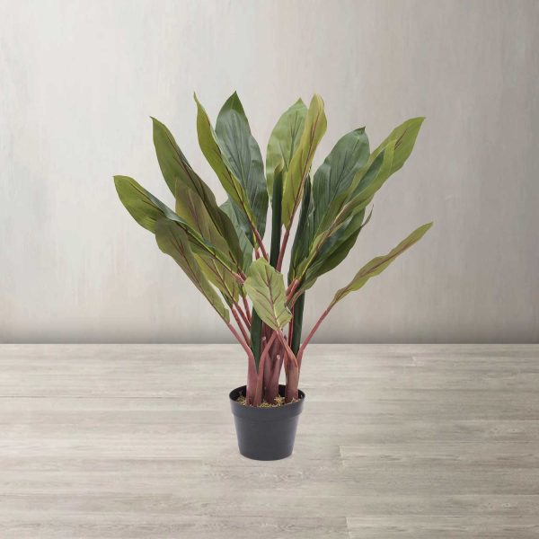 Planta dracena - Imagen 2