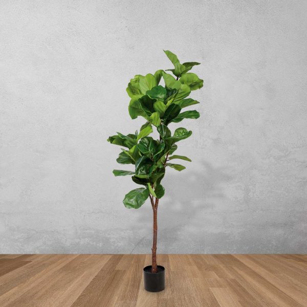 Árbol Lyrata Artificial 165 cm - Imagen 2