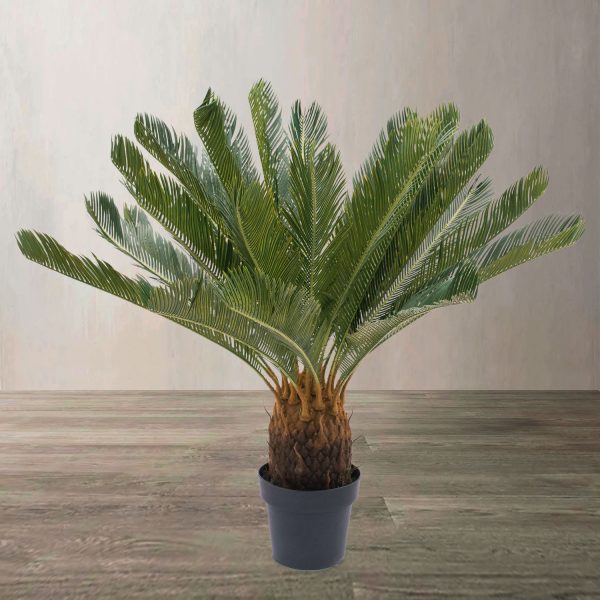 Palmera Cicacea - Imagen 2