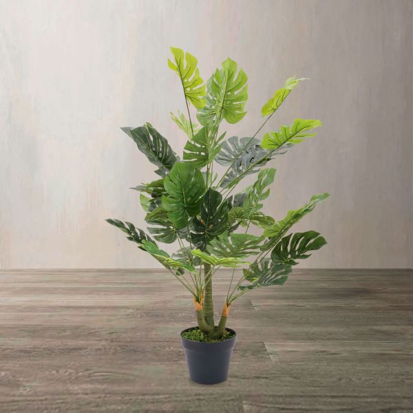 Planta Monstera - Imagen 2