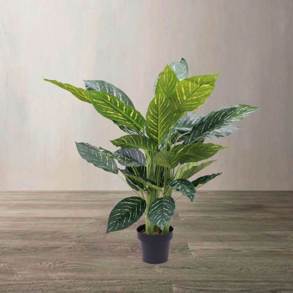 Planta Zebra - Imagen 2