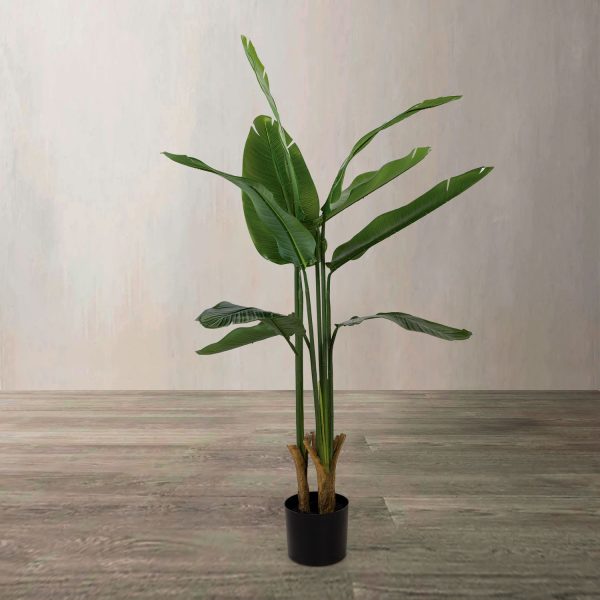 Planta Paraíso 110 cm - Imagen 2