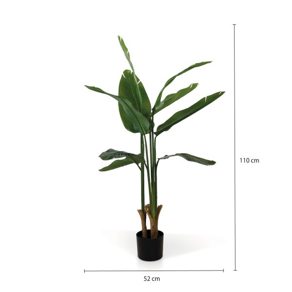 Planta Paraíso 110 cm - Imagen 3