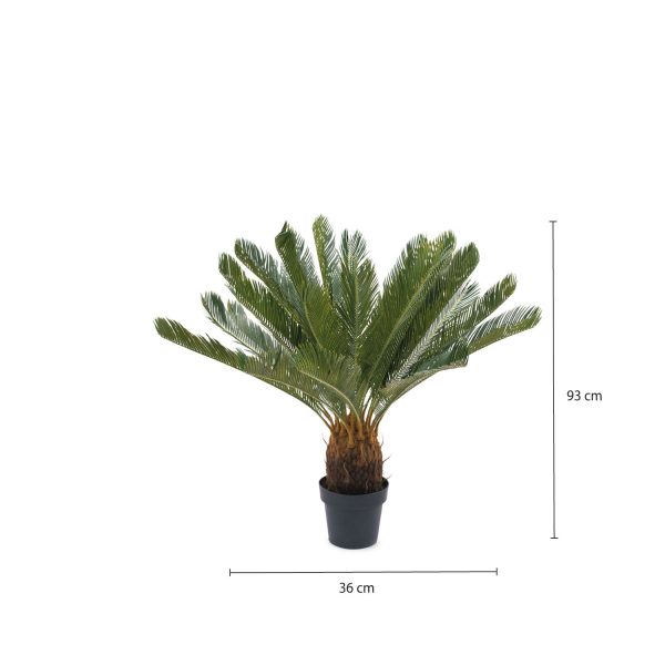 Palmera Cicacea - Imagen 3