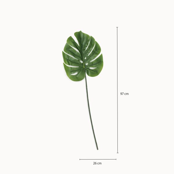 Hoja Monstera - Imagen 3