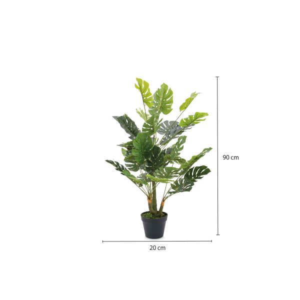Planta Monstera - Imagen 3