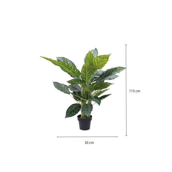 Planta Zebra - Imagen 3