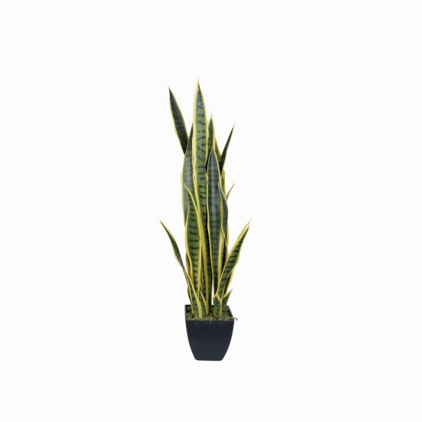 Planta Serpiente Ornamental