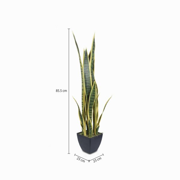 Planta Serpiente Ornamental - Imagen 3