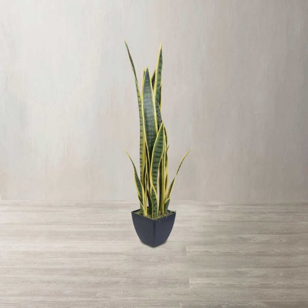 Planta Serpiente Ornamental - Imagen 2