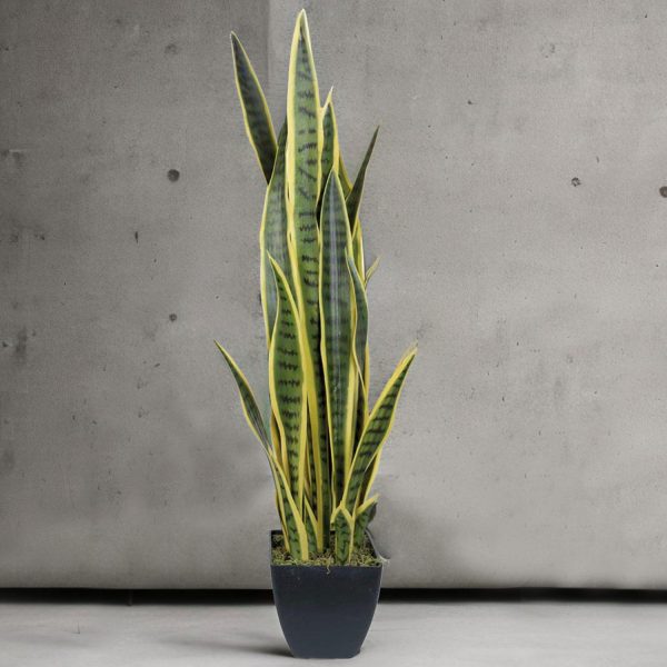 Planta Serpiente Ornamental - Imagen 4