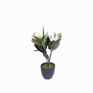 Lirio magnolia en maceta 45 cm