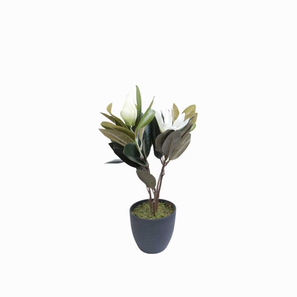 Lirio magnolia en maceta 45 cm