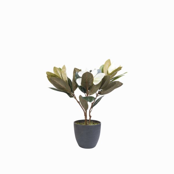 Lirio magnolia en maceta 45 cm - Imagen 5