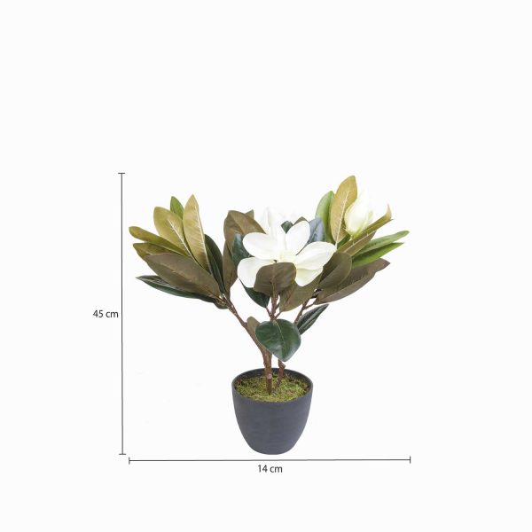 Lirio magnolia en maceta 45 cm - Imagen 3