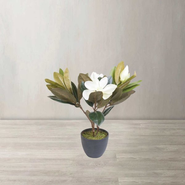 Lirio magnolia en maceta 45 cm - Imagen 2