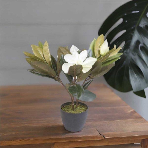 Lirio magnolia en maceta 45 cm - Imagen 4