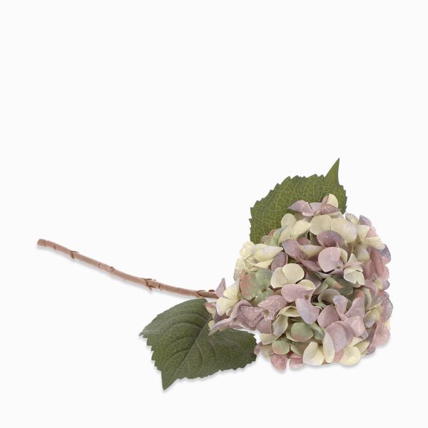 Hortensia Purpura