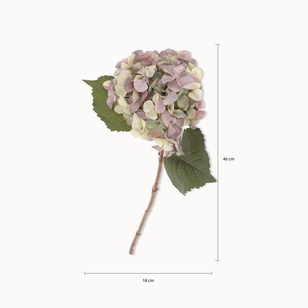 Hortensia Purpura - Imagen 3