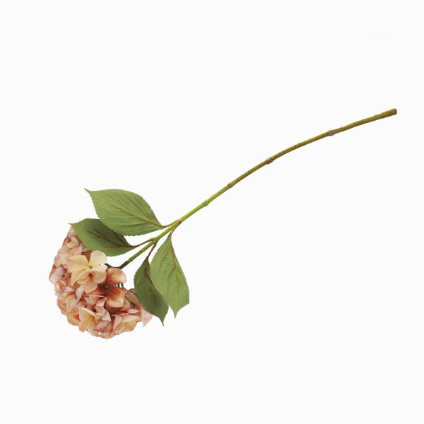 Hortensia Durazno - Imagen 5