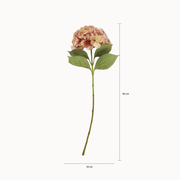 Hortensia Durazno - Imagen 3