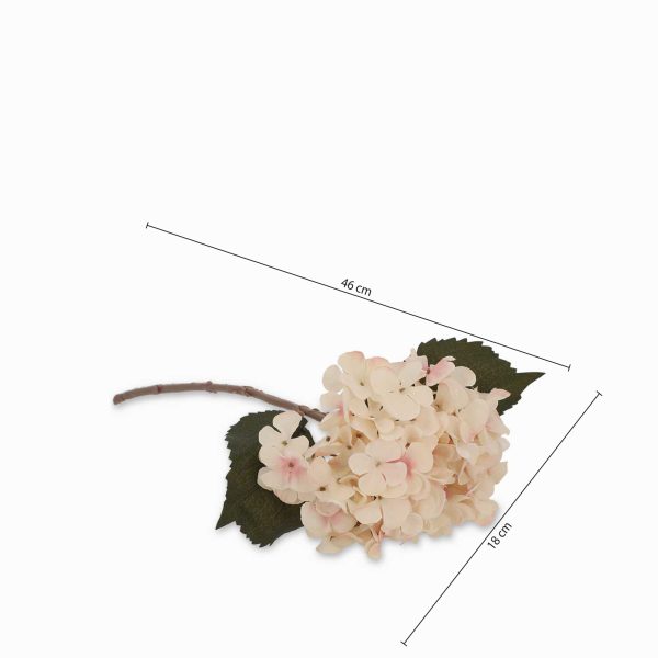 Hortensia crema - Imagen 3