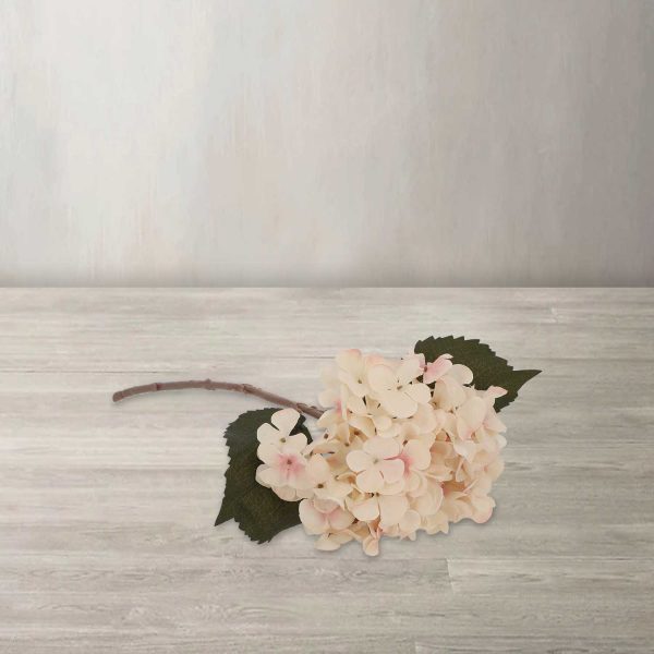 Hortensia crema - Imagen 2