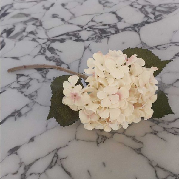 Hortensia crema - Imagen 4